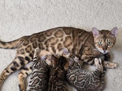 Update 1 Male And 1 Female Available - Bengal - Gallery Photo #1