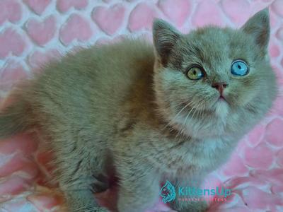 Jessica - British Shorthair - Gallery Photo #1