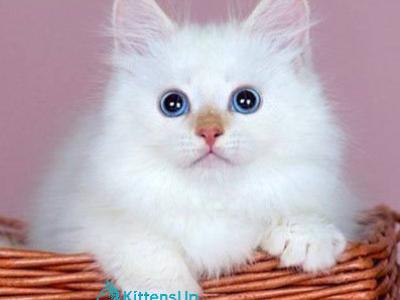 Jin - Siberian - Gallery Photo #1