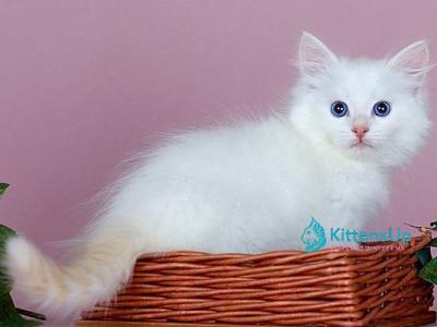 Jamal - Siberian - Gallery Photo #1