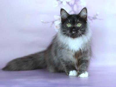 Elsa - Siberian - Gallery Photo #1