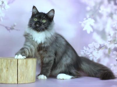 Elsa - Siberian - Gallery Photo #1