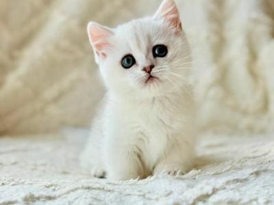 Zipa - Munchkin - Gallery Photo #1