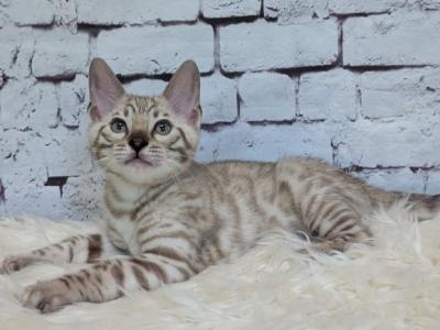 Alvin - Bengal - Gallery Photo #1