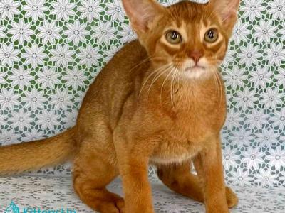 Electra - Abyssinian - Gallery Photo #1