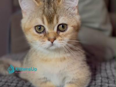 Peppi - Minuet - Gallery Photo #1