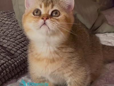 Peppi - Minuet - Gallery Photo #1