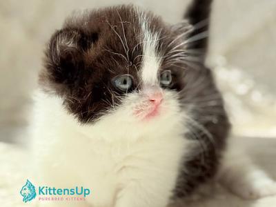 Morgan - Munchkin - Gallery Photo #1