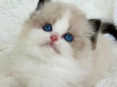 Milan - Ragdoll - Gallery Photo #1