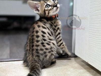 SBT Savannah Ms Orange - Savannah - Gallery Photo #1