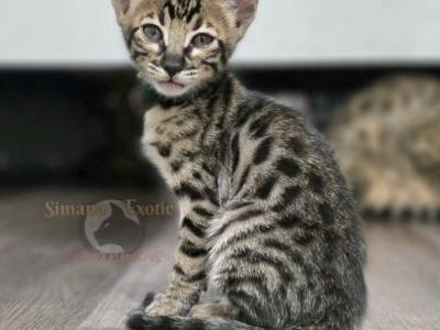 SBT Savannah Ms Green - Savannah - Gallery Photo #1