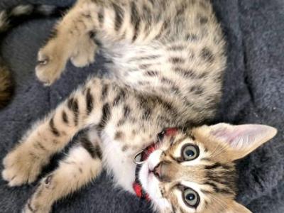 SBT Savannah Mr Red - Savannah - Gallery Photo #1
