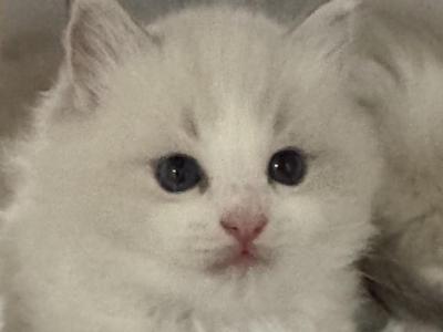Candy - Ragdoll - Gallery Photo #1