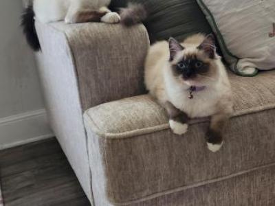Casper And Chloe - Ragdoll - Gallery Photo #1