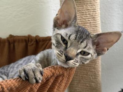 Devon Rex Tabby Male And Female - Devon Rex - Gallery Photo #1