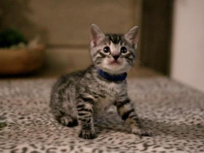 Bengal Kittens - Bengal - Gallery Photo #1