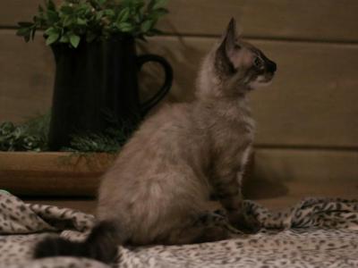 Snow Bengals - Bengal - Gallery Photo #1