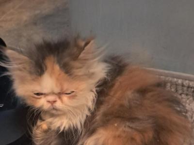 Callie - Persian - Gallery Photo #1