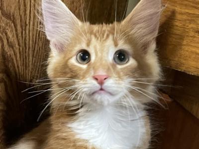 Tigger - Norwegian Forest - Gallery Photo #1