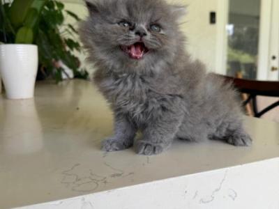 Blue Persian Girl - Persian - Gallery Photo #1
