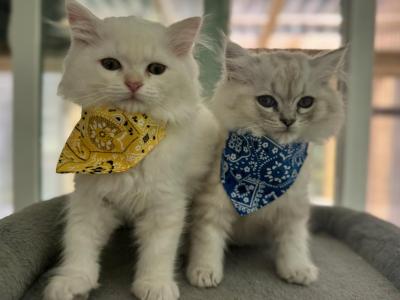 Olive & Cypress RagaMuffins - Ragamuffin - Gallery Photo #1