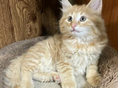 Fritz - Norwegian Forest - Gallery Photo #1