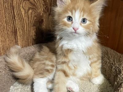 Cheeto - Norwegian Forest - Gallery Photo #1