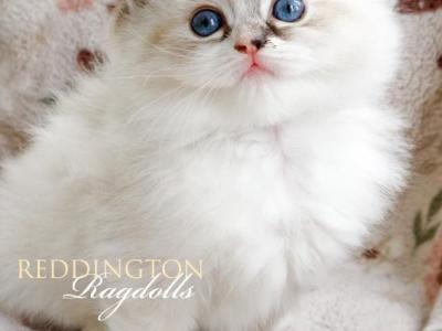 Lynx Ragdoll Female TICA - Ragdoll - Gallery Photo #1