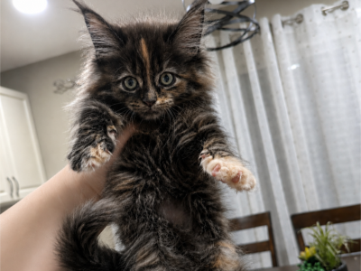 Lily - Maine Coon - Gallery Photo #1
