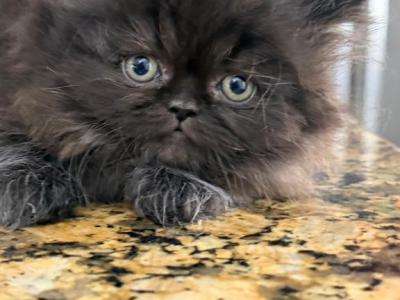 Black Persian Boy - Persian - Gallery Photo #1