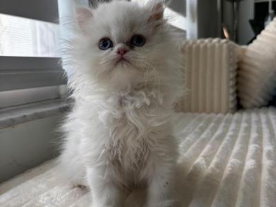 White Persian Male Kitten - Persian - Gallery Photo #1