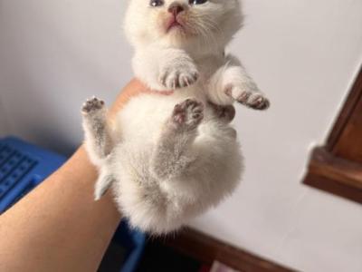 Julie - British Shorthair - Gallery Photo #1