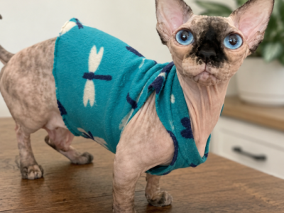 Bambino Sphynx Female Cat - Bambino - Gallery Photo #1