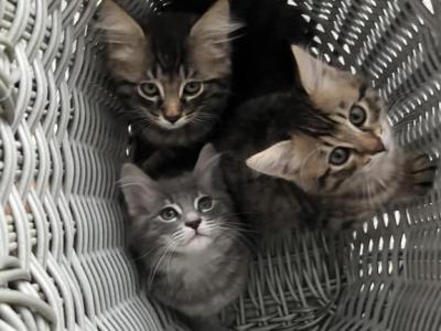 Bobtail Kittens - American Bobtail - Gallery Photo #1