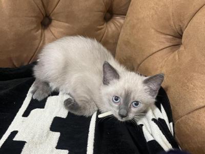 White - Siamese - Gallery Photo #1