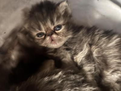 Cutest Little Tabbies 2 Available - Persian - Gallery Photo #1