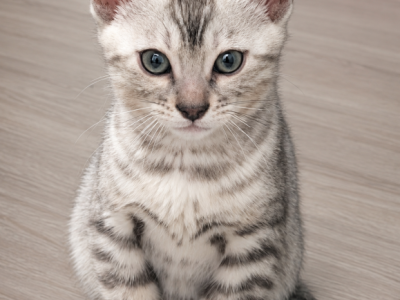 SLR Diamond Bengals - Bengal - Gallery Photo #1
