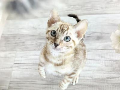 Blue Eyed Snow Bengal Female - Bengal - Gallery Photo #1
