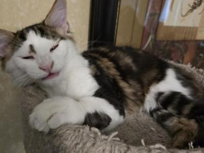 Spot - Maine Coon - Gallery Photo #1