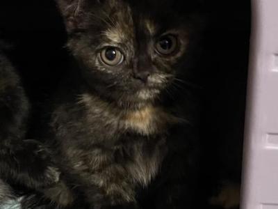 Black Tortie - British Shorthair - Gallery Photo #1