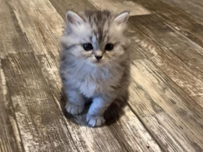 Charlie And Whiskers - Persian - Gallery Photo #1