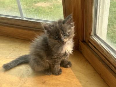 Havoc - Maine Coon - Gallery Photo #1
