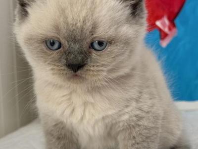 Mocca - British Shorthair - Gallery Photo #1