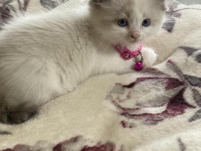 Rose - Ragdoll - Gallery Photo #1