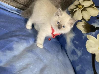 Pink - Ragdoll - Gallery Photo #1