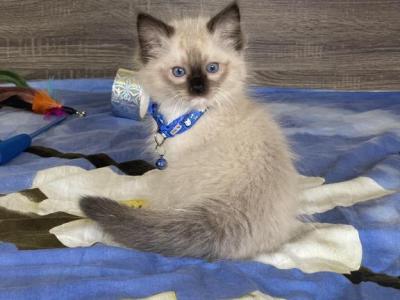 Blue - Ragdoll - Gallery Photo #1