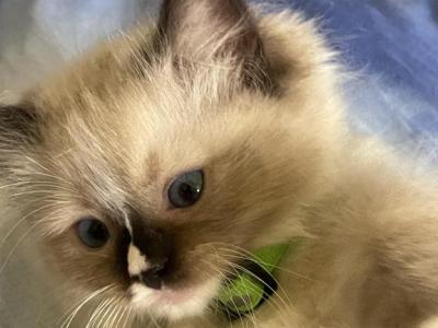 Sam - Ragdoll - Gallery Photo #1