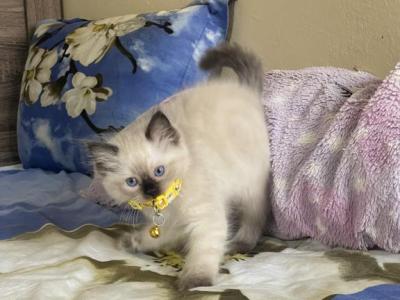 Kiku - Ragdoll - Gallery Photo #1