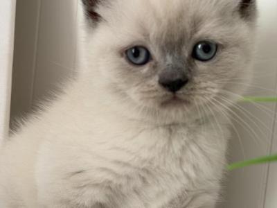 Milo - British Shorthair - Gallery Photo #1
