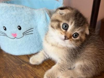 Princess Scottish Fold Pretty Girl - Scottish Fold - Gallery Photo #1